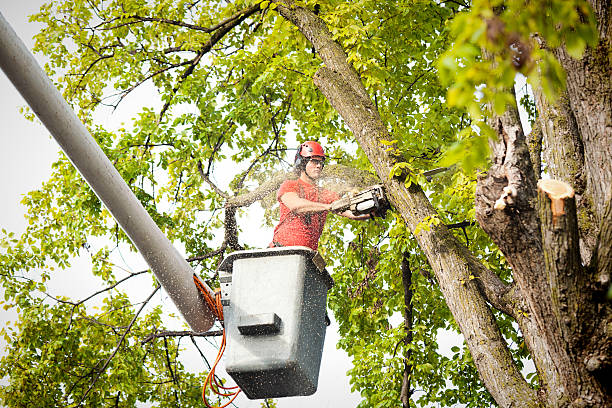 How Our Tree Care Process Works  in  Mcleansville, NC